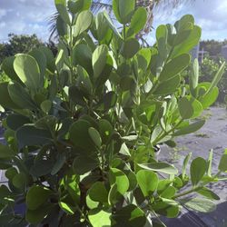 Spectacular 7-gallon clusia plants 