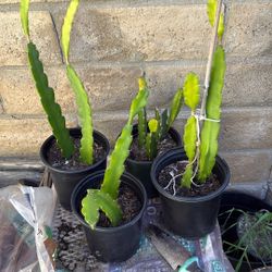Dragon Fruit plant: $10each $30 for 4