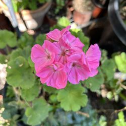 Malva