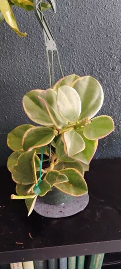 Hoya Subquintuplinervis(Pachyclada) Albomarginata