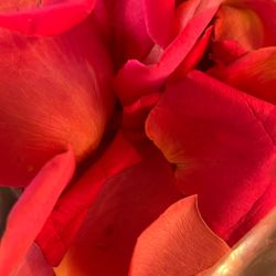 Dark Pink Fresh Petals 