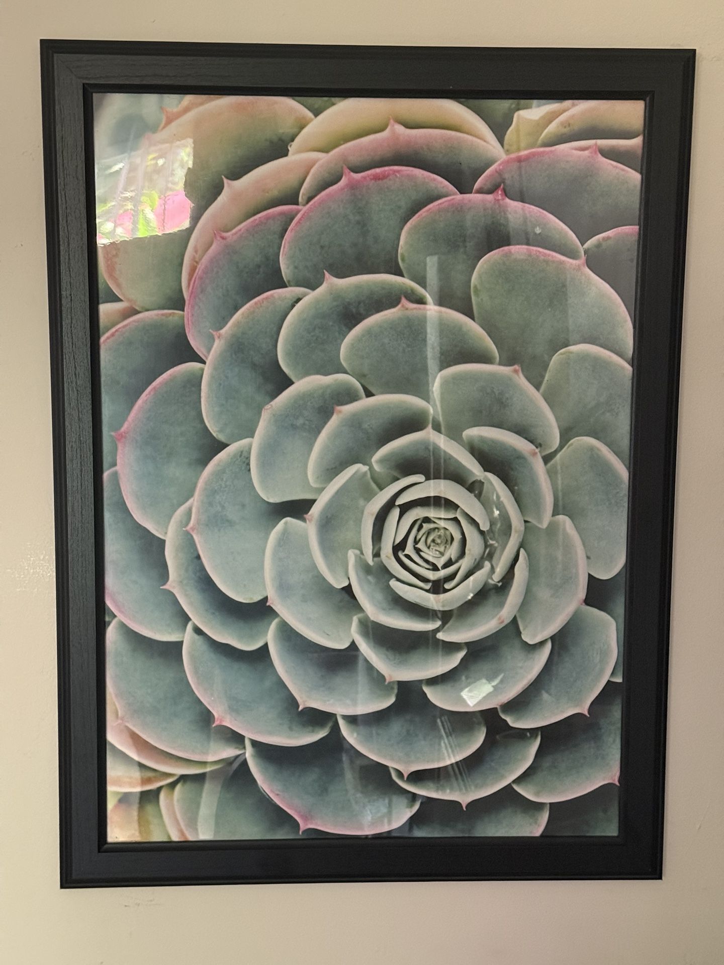 Large Framed Succulent Photo