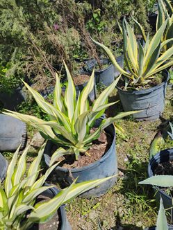 False agave 15gl $85