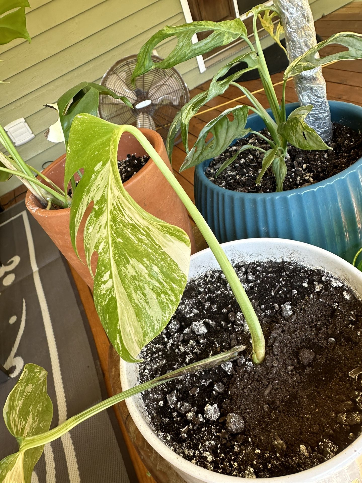 Albo Monstera