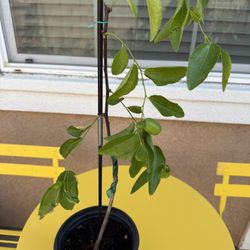 Chinese Date Tree 