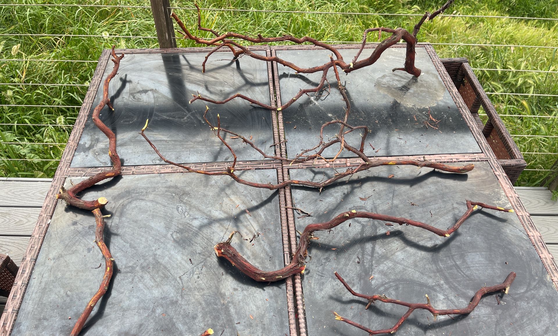Manzanita Branch