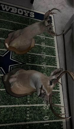 Whitetail Deer Taxidermy Mount Lot of 2