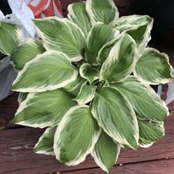 Beautiful Hostas 
