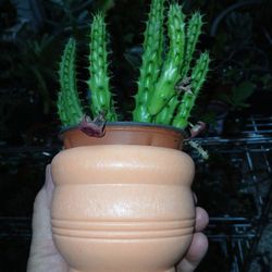 House Plant Pot Orange 