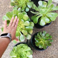 Big Healthy Succulents - $8 and Up