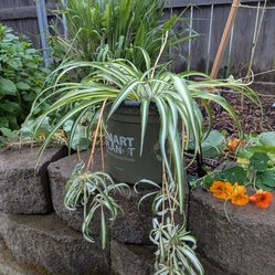 Houseplant or Outdoor Spider Plants