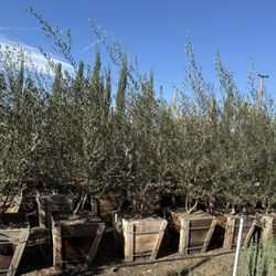 Wilsonii Olive Multi Trunk Trees