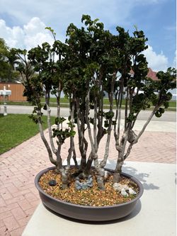 Bonsai Forest