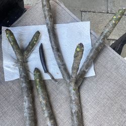 PLUMERIA CUTS-****RARE COLOR****Blood Red