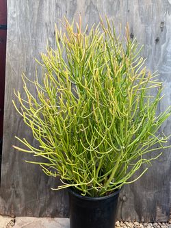Large Euphorbia Tirucalli Pencil Cactus Plant