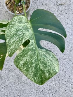 Monstera Deliciosa x Borsigiana Mint
