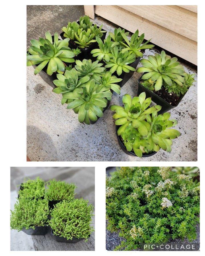 Outdoor Plants-$5 each