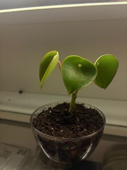 Raindrop Peperomia Plant