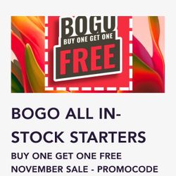 Dragon Fruit Exotic Varieties  Rooted & unrooted Starter plants Sale 