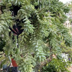 Large Pot Of Burro tails Succulents (metal Hanging Basket Not Included)