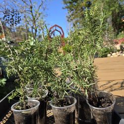 Rosemary, $2.50 for 9oz cup. 9 plants available. 