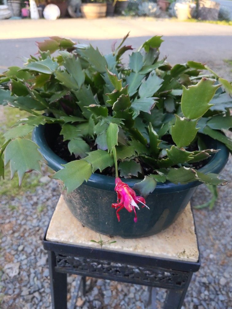 Christmas Cactus 🌵 With Raspberry Color Flowers 🌺