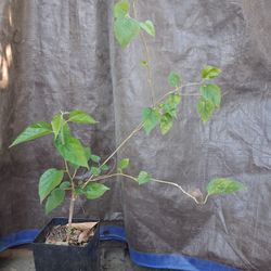 Thai Everbearing DWARF Mulberry