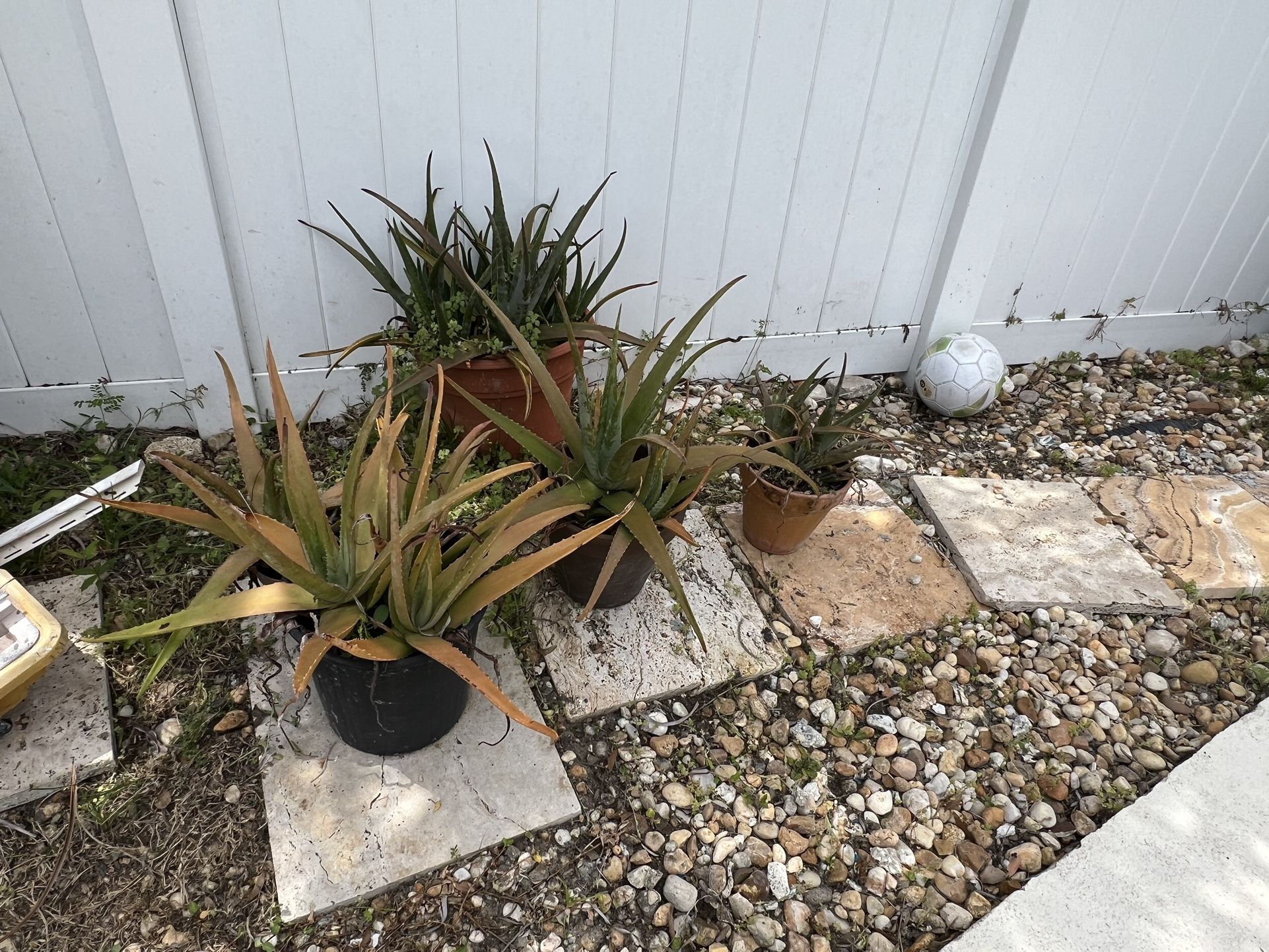 Assorted Plants And Pots 