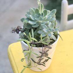 $7 Mix Succulents