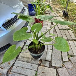 Large Night Scented Lily 