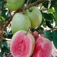 Ruby Taiwan Guava Trees 