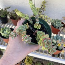 4in Pot Baby Necklace Succulent Plant 