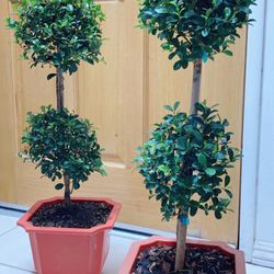 Topiary Eugenia Tree 🪴$25 each 