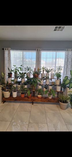 Plant Stand