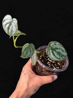 Philodendron Brandi