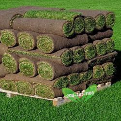 Best QUALITY Sod 