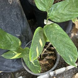 Planta