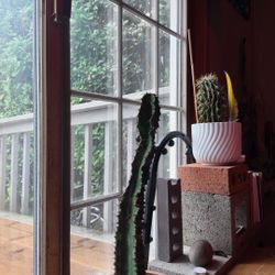 Cactus 