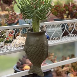 Mermaid’s Tail Succulents