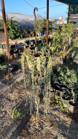 Hanging plant