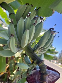 Tree Banana 1-9ft