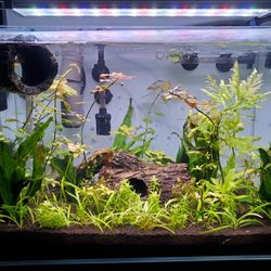 10 Gallon Lifeguard Aquatics Ultra Clear Glass Rimless 10 Gallon Aquarium