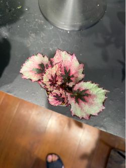 Begonia (house plant)