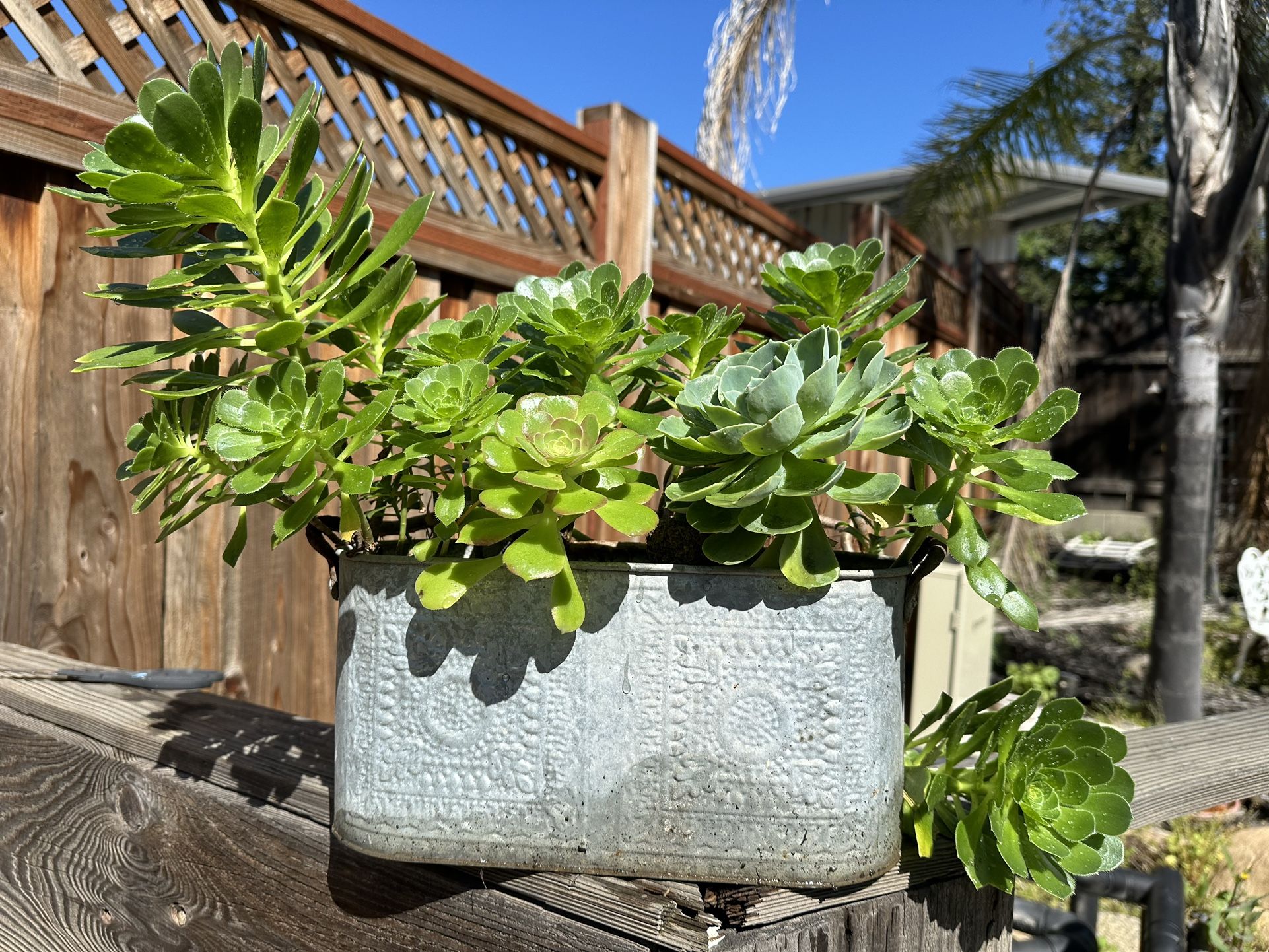 Succulents In A Silver Metal Pot