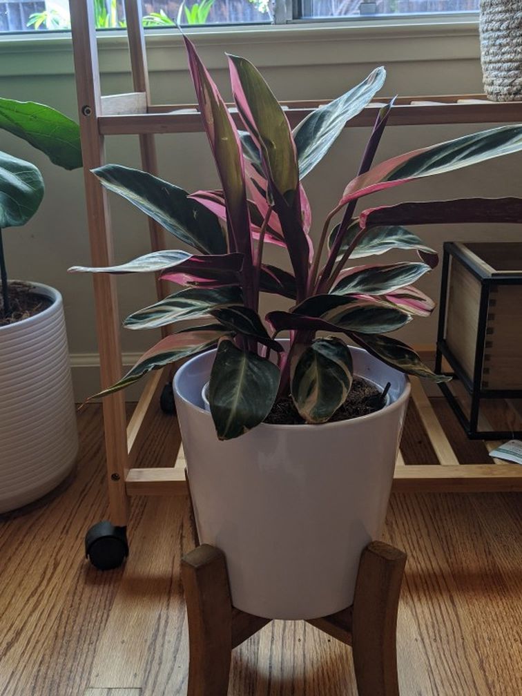 Stromanthe Triostar Plant With Pot And Stand
