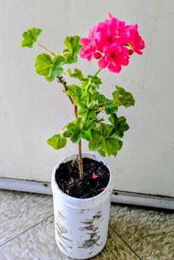Pink Geranium Plant