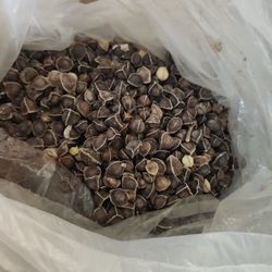 Semilla De Moringa 100 Semillas Por $5