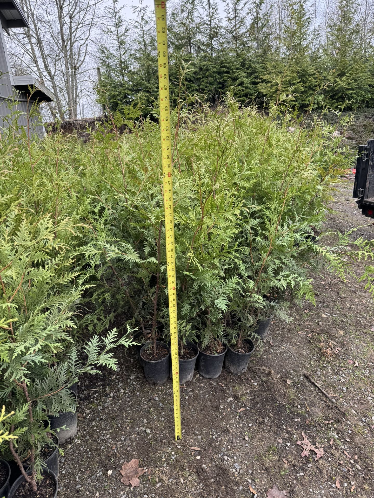 4’ Green Giant Trees Perfect For privacy Hedge