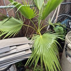 Palma$45