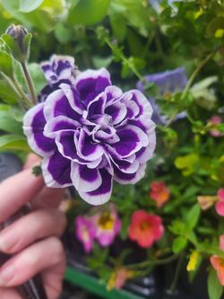 Rare Large Jewel Frosted Sapphire Double Petunia Flower Plants! Several Colors Available!